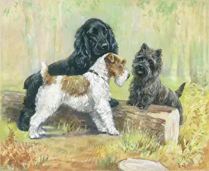 Introductions: Spaniel, wire-haired terrier and a cairn terrier