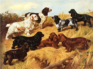 Wardle: Spaniels