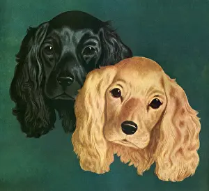 Cocker: Two Spaniels