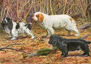 Cocker: SPANIELS (PUERTES)
