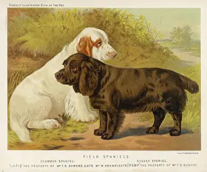 Clumber: SPANIELS (SHAW)