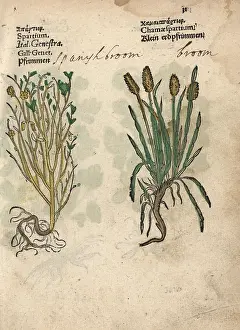 Tridentata: Spanish broom, Spartium junceum, and broom