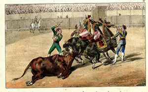 Dragged: Spanish bullfighting - bull dragged out of ring