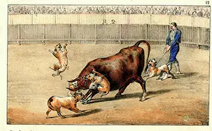 Bullfighting: Spanish bullfighting - dogs