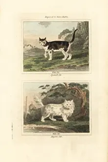 Barrs Buffon: Spanish cat and Angora cat