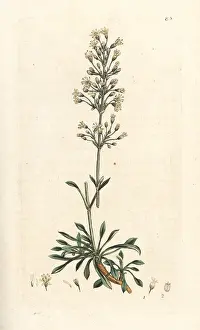 Campion: Spanish catchfly, Silene otites