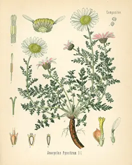 Chamomile: Spanish chamomile or Mount Atlas daisy, Anacyclus pyrethrum