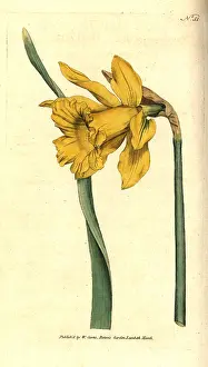 Hispanicus: Spanish daffodil, Narcissus hispanicus