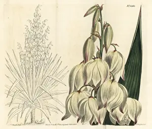 Yucca: Spanish dagger, Yucca gloriosa
