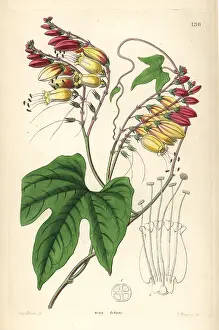 Mina: Spanish flag or fire vine, Ipomoea lobata