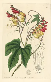 Mina: Spanish flag, Ipomoea lobata