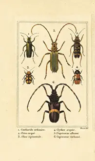 Varius: Spanish fly, wasp beetle and long-horn beetles