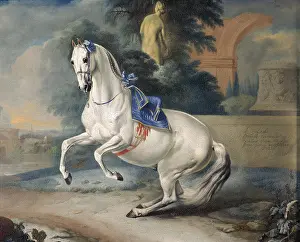 Studs: Spanish grey horse
