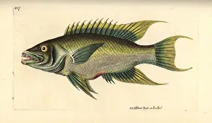 Sparus: Spanish hogfish, Bodianus rufus