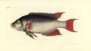 Sparus: Spanish hogfish, Bodianus rufus