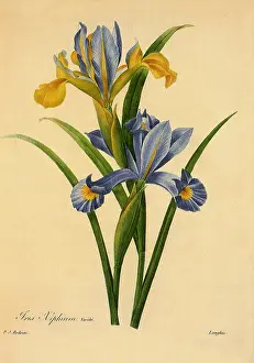Irises: Spanish Iris