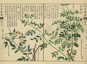 Color Printed: Spanish jasmine and showy jasmine