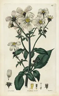 Striata: Spanish needle, Bidens pilosa