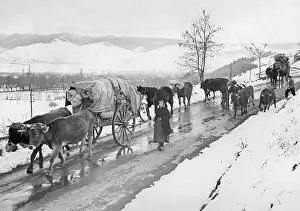 Collapse: Spanish refugees drive their cattle to the