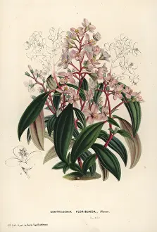 Floribunda: Spanish shawl, Centradenia floribunda