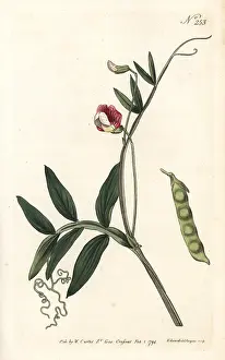Sansom: Spanish vetchling, Lathyrus clymenum