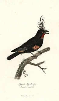 Oiseaux: Sparacte bec-de-fer, imaginary bird, Sparactes superbus