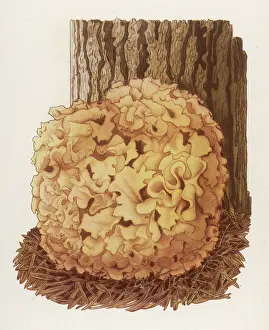 Cauliflower: SPARASSIS CRISPA