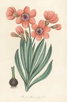 Volume 1: Sparaxis elegans