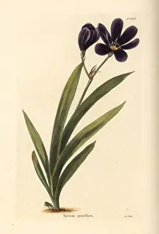 Grandiflora: Sparaxis grandiflora