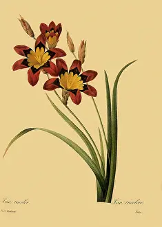Tricolor: Sparaxis Tricolor, Ixia tricolor