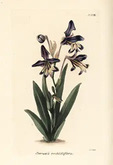 Variegata: Sparaxis variegata