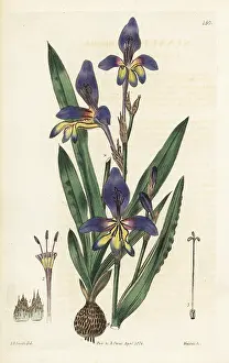Variegata: Sparaxis variegata