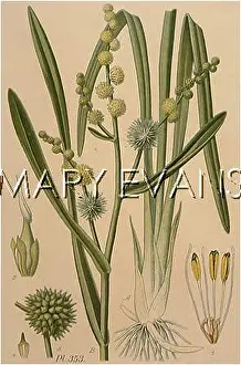 Sparganium: SPARGANIUM RAMOSUM