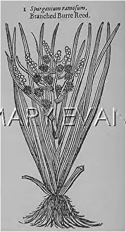 Simplex: SPARGANIUM SIMPLEX