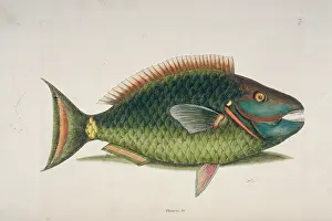 Parrotfish: Sparisoma viride, stoplight parrotfish