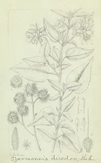 Matilda: Sparmannia discolor by Matilda Smith