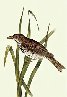 Cassin: Sparrow