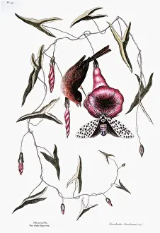 Bind: Sparrow - Bird - Nature - Bind Weed