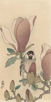 Koson: Sparrow on Blooming Magnolia Branch