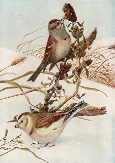 Sparrow: Sparrow and Bunting