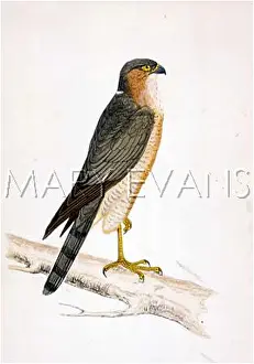 Nisus: SPARROW-HAWK (MORRIS)