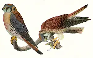Sparrow: Sparrow Hawks