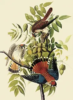 Sparrow: Sparrow Hawks