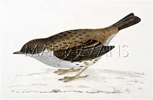 Nicknames: SPARROW (MORRIS)