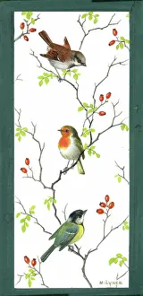 Lynes: Sparrow, robin and blue tit on rose branches