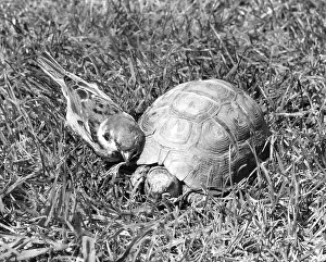 Sparrow: Sparrow and Tortoise