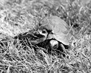 Sparrow: Sparrow and tortoise