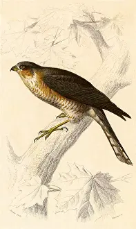 Falco: Sparrowhawk (Falco nisus)