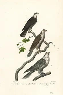 Achille Richard: Sparrowhawk, goshawk and gyrfalcon