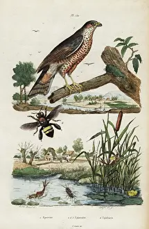 Mayfly: Sparrowhawk, mayfly and bee
